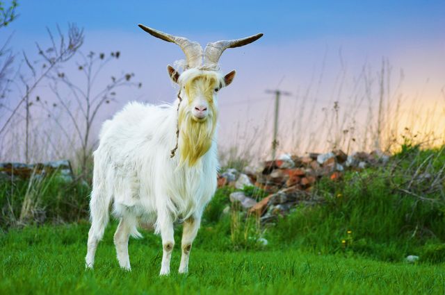 Goat