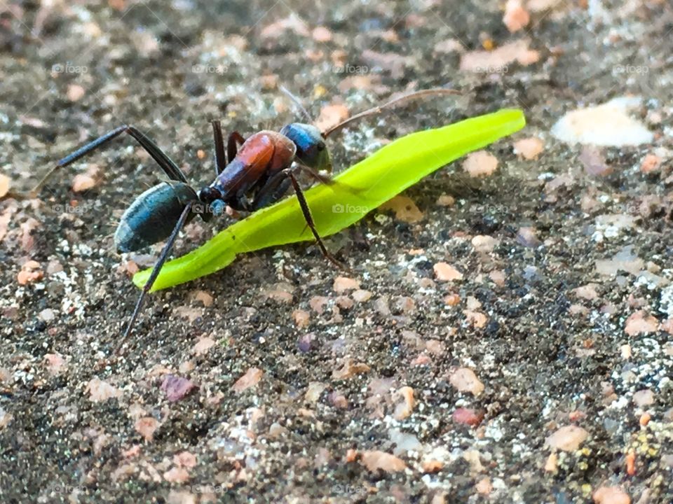 Large Australian worker ant feeding on green leaf fallen to the ground, detailed closeup highlighting its array of colours