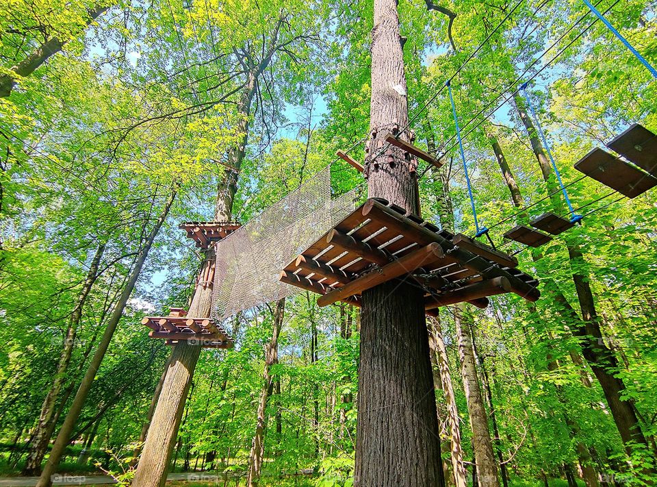 Nature.Plants.  A suspension bridge and a net are fixed on the trees
