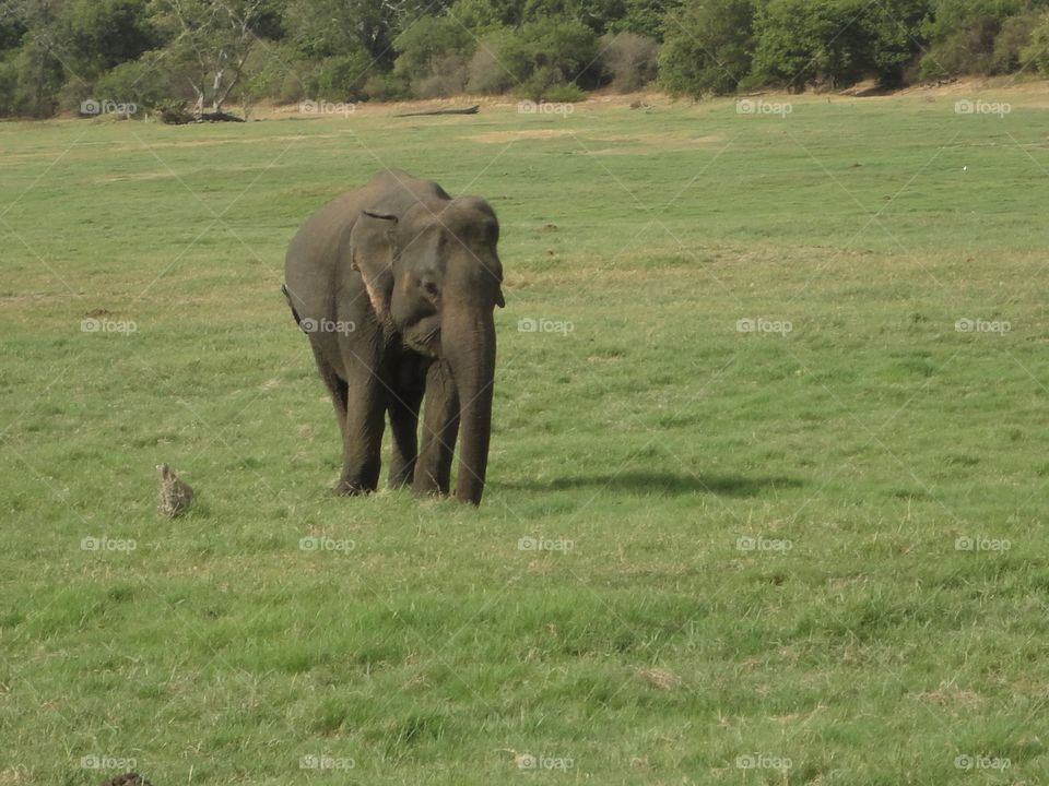 Elephant (Sri lanka)