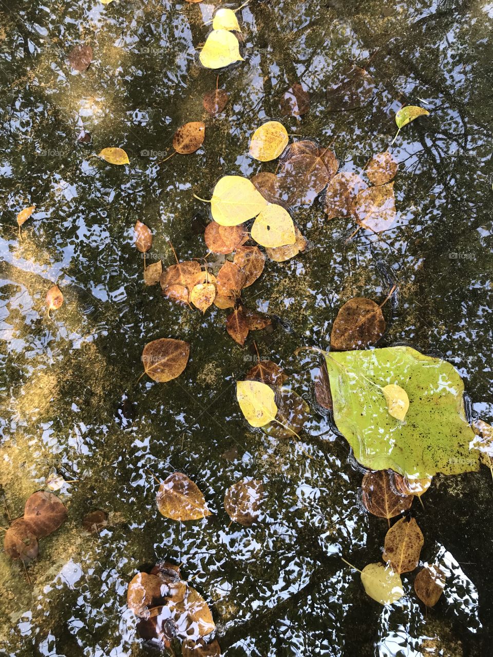 Beautiful shadow in water