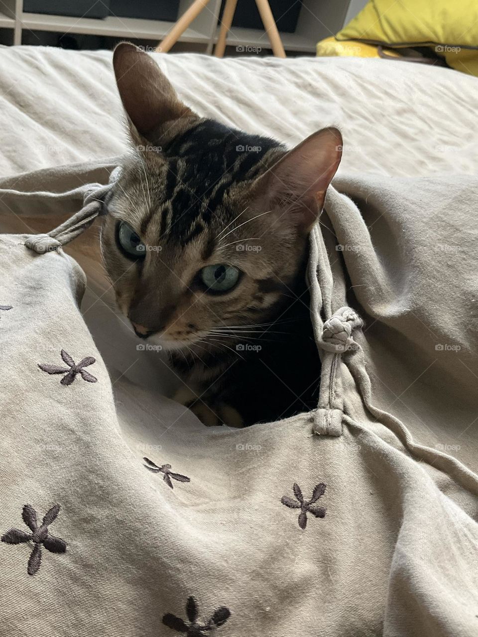 Cat in bed