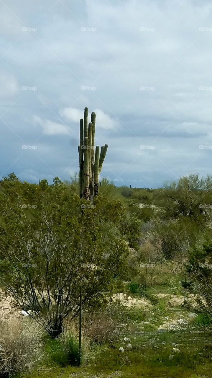 saguaro cluster, storm clouds