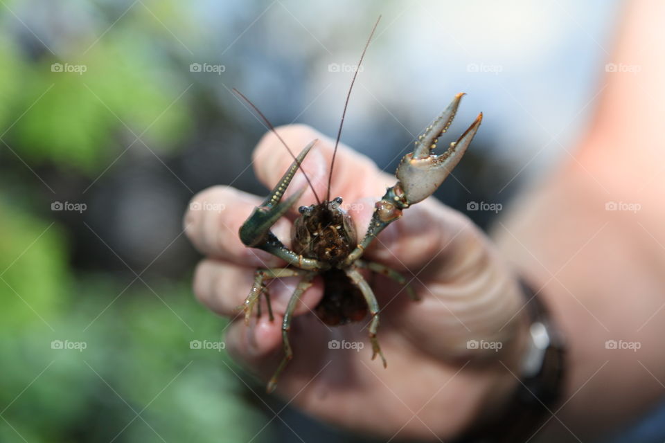 Angry Crayfish