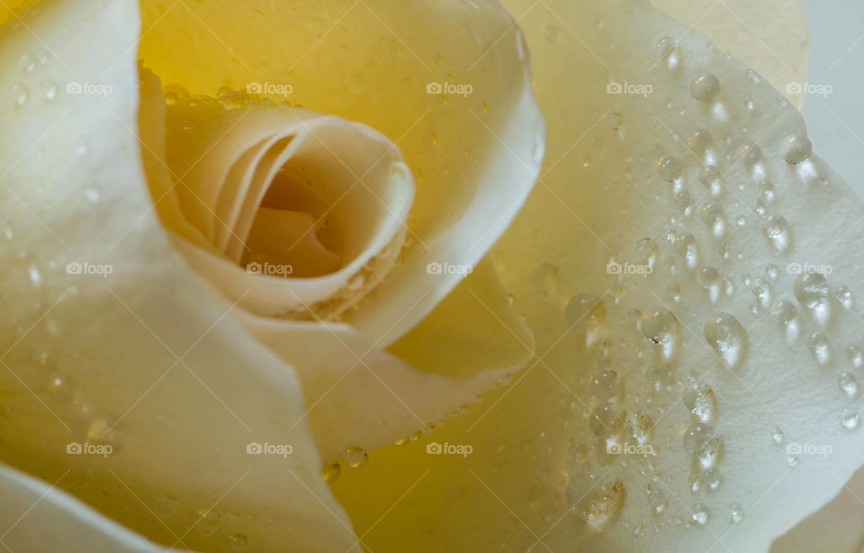 Macro photo of white rose