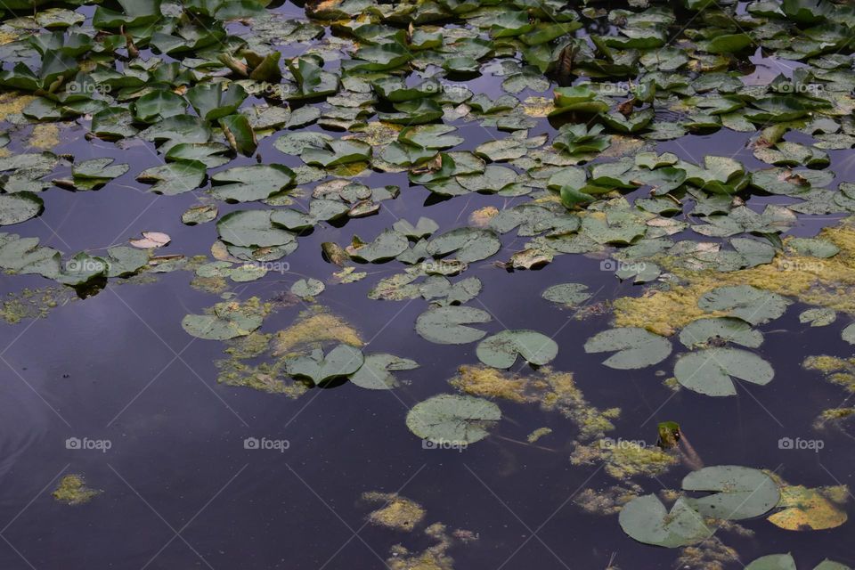 Lily pads in a murky pond