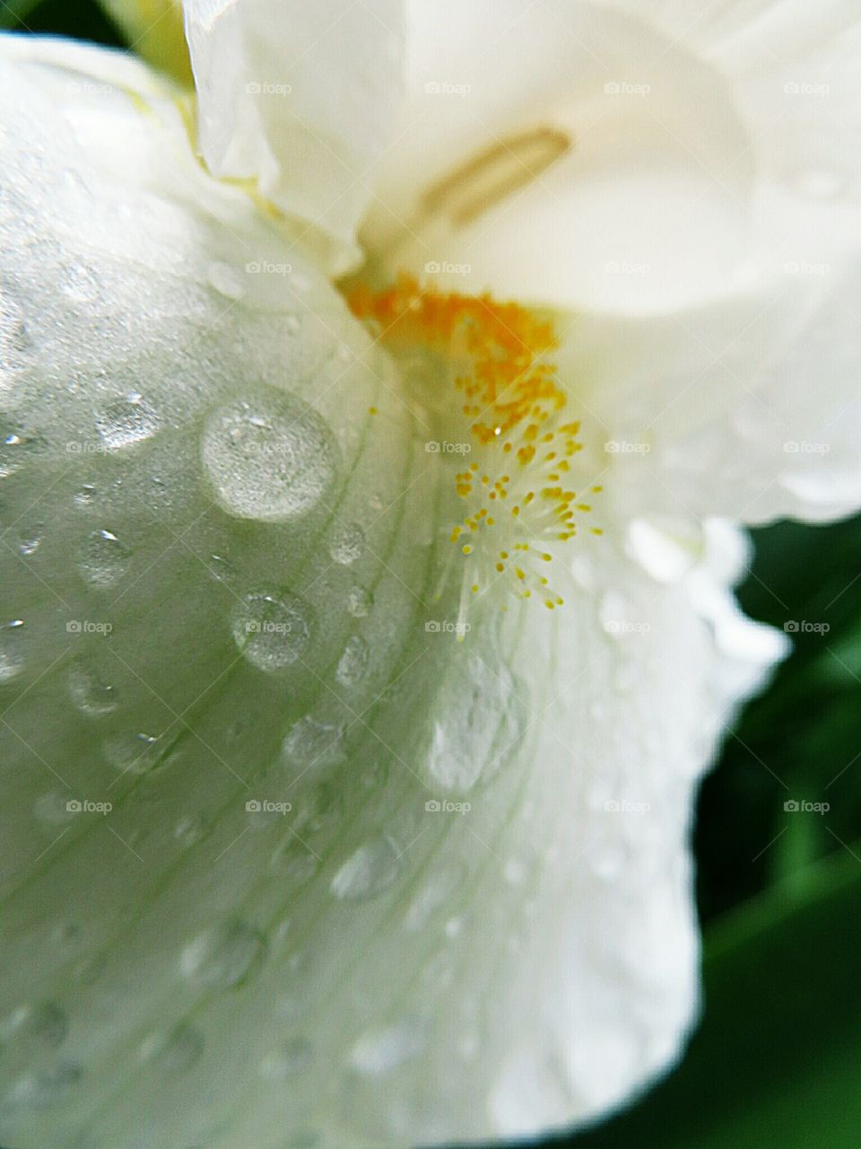 An Iris fresh after rain