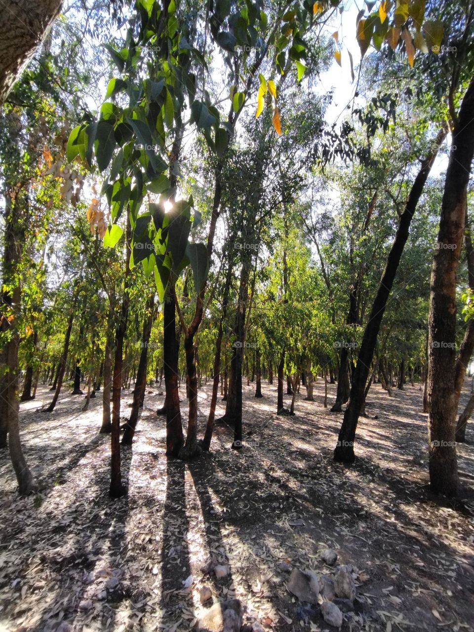 light and shadow in the forest