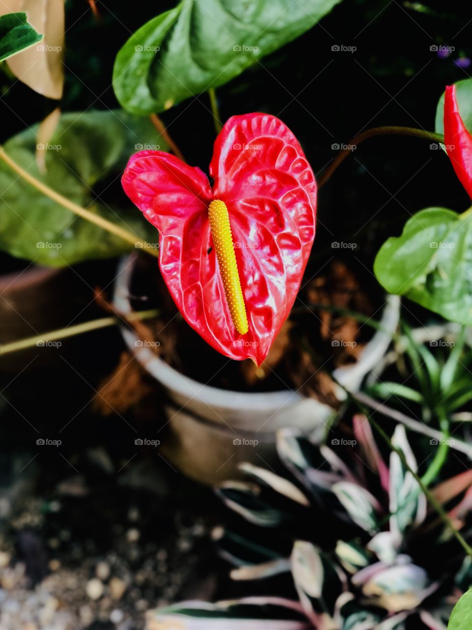Flower | anthurium Colorful flower. And attractive. Located in Sri Lanka, Central Province. 