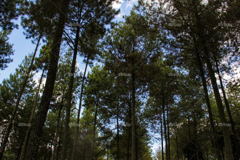 View of pine trees in a low angle portrait.