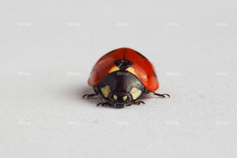 Red Ladybug macro photography.