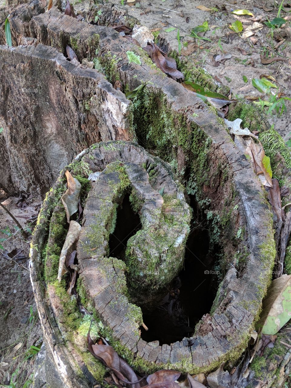 Golden Hole Tree Stump, Innisfail, Qld