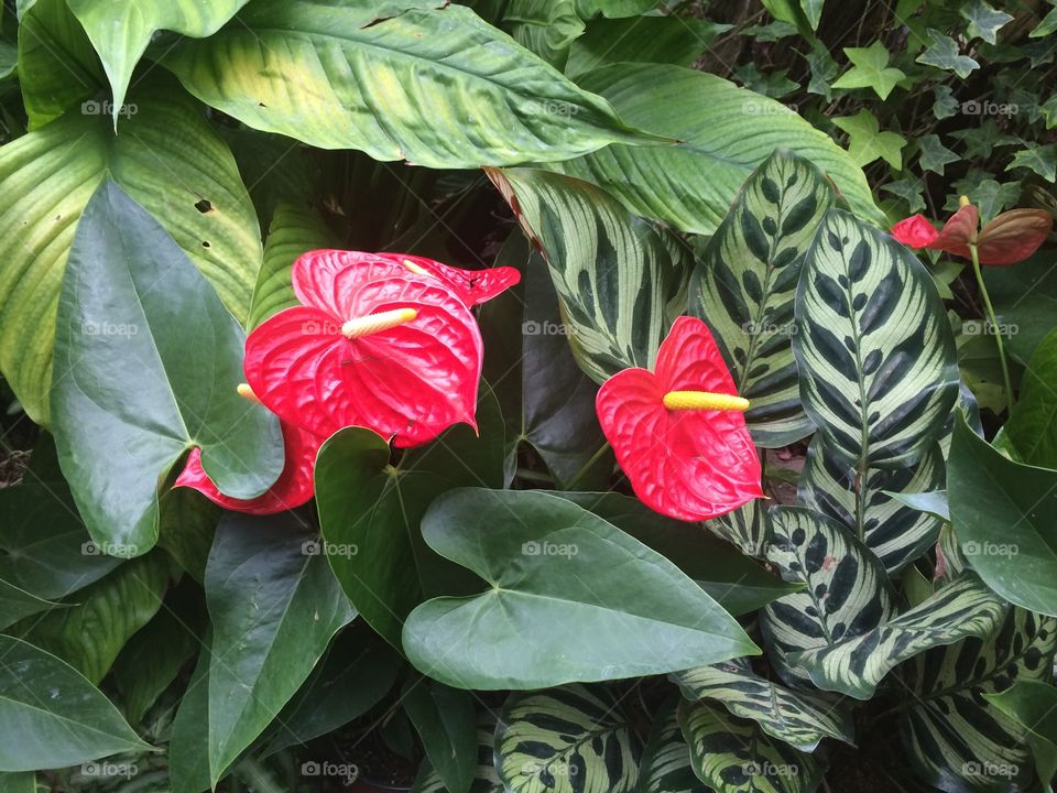 Flora, Leaf, Nature, Garden, Flower