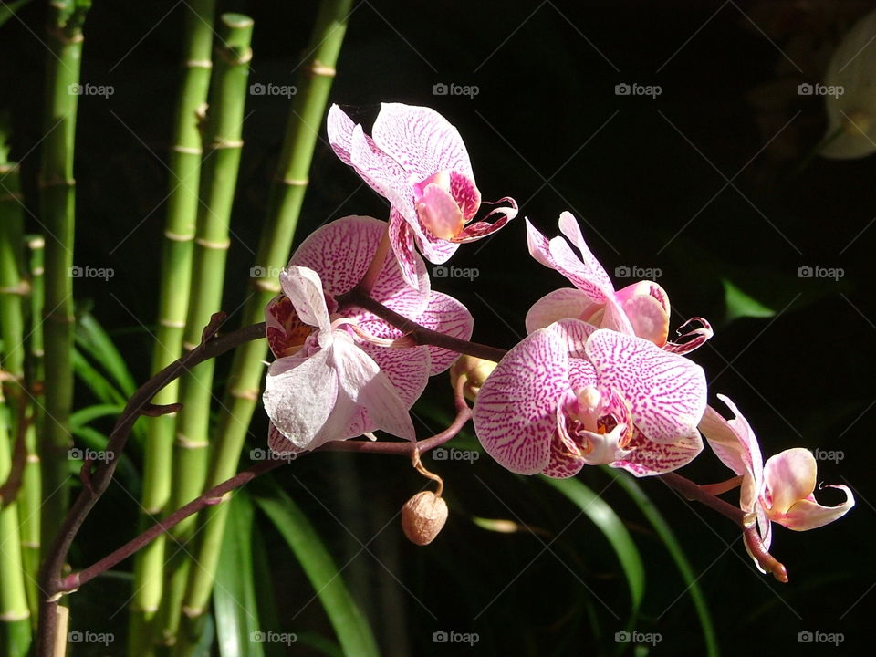 orchid