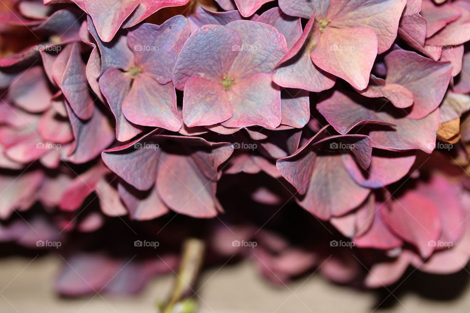 hydrangea changing
