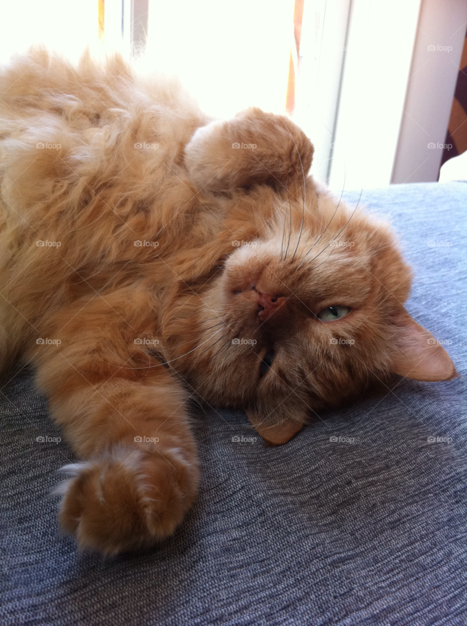 cat animal pet hairy by MagnusPm