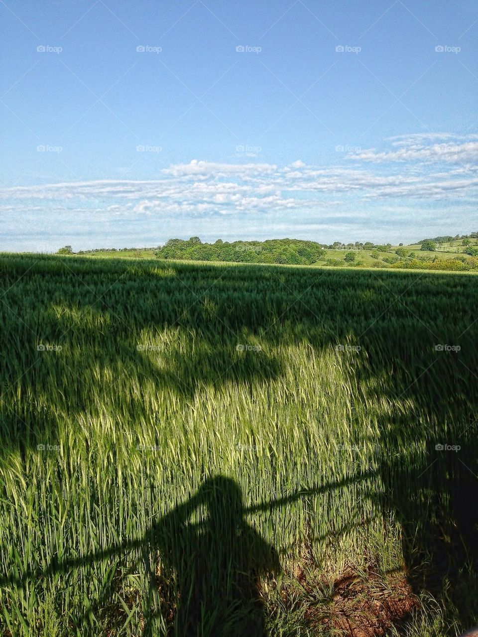 Cornfield