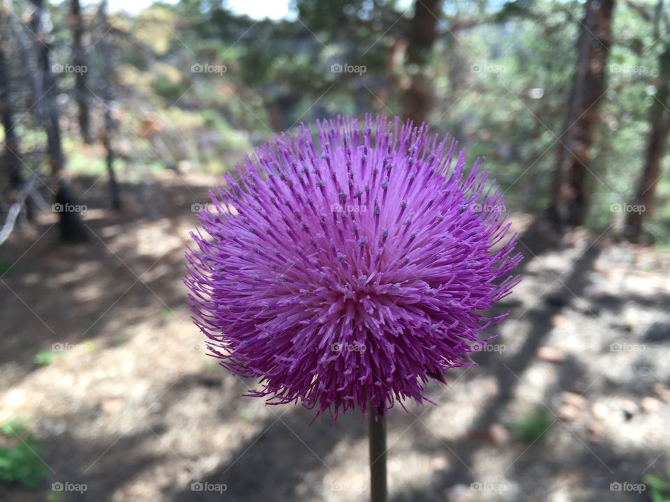 Blooming Thistle. A thistle plant in full bloom