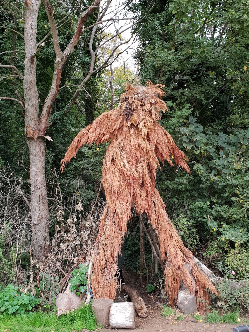 Tree Giant ~ Vale Park, New Brighton, Wirral, UK
