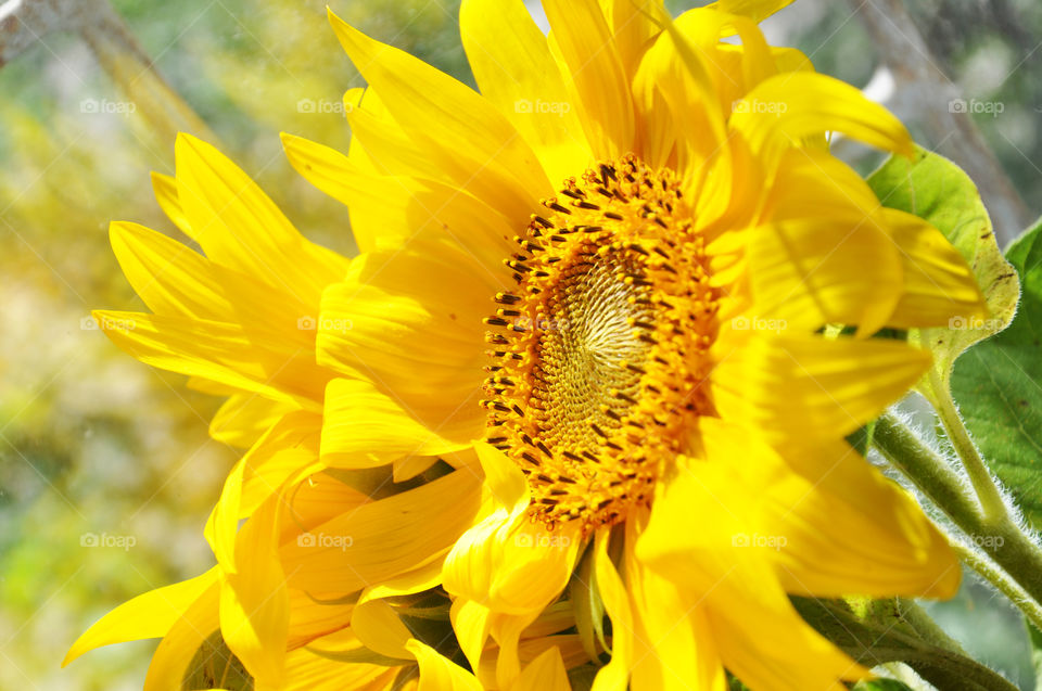 Nature, Flora, Summer, Flower, Leaf