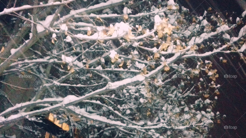 Snowing on Trees