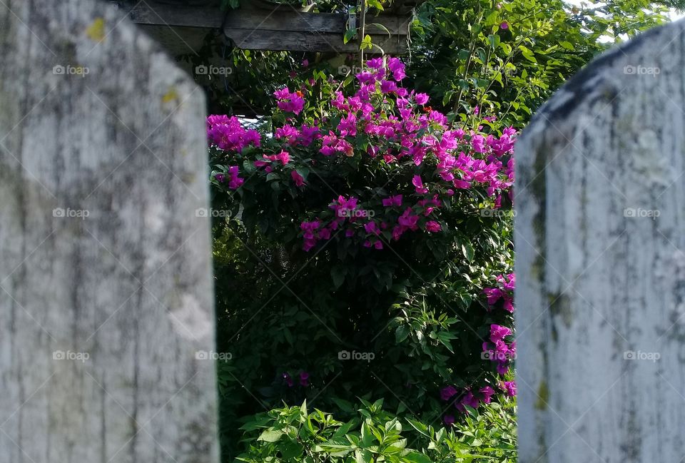 Secret garden...mistery. With beautiful Primavera flowers