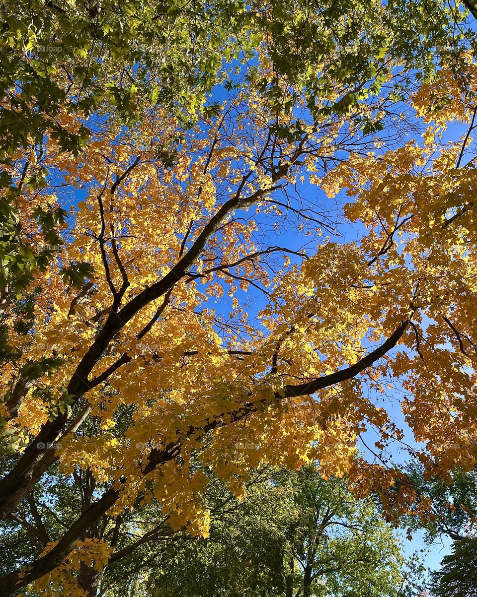 Autumn Overhead 