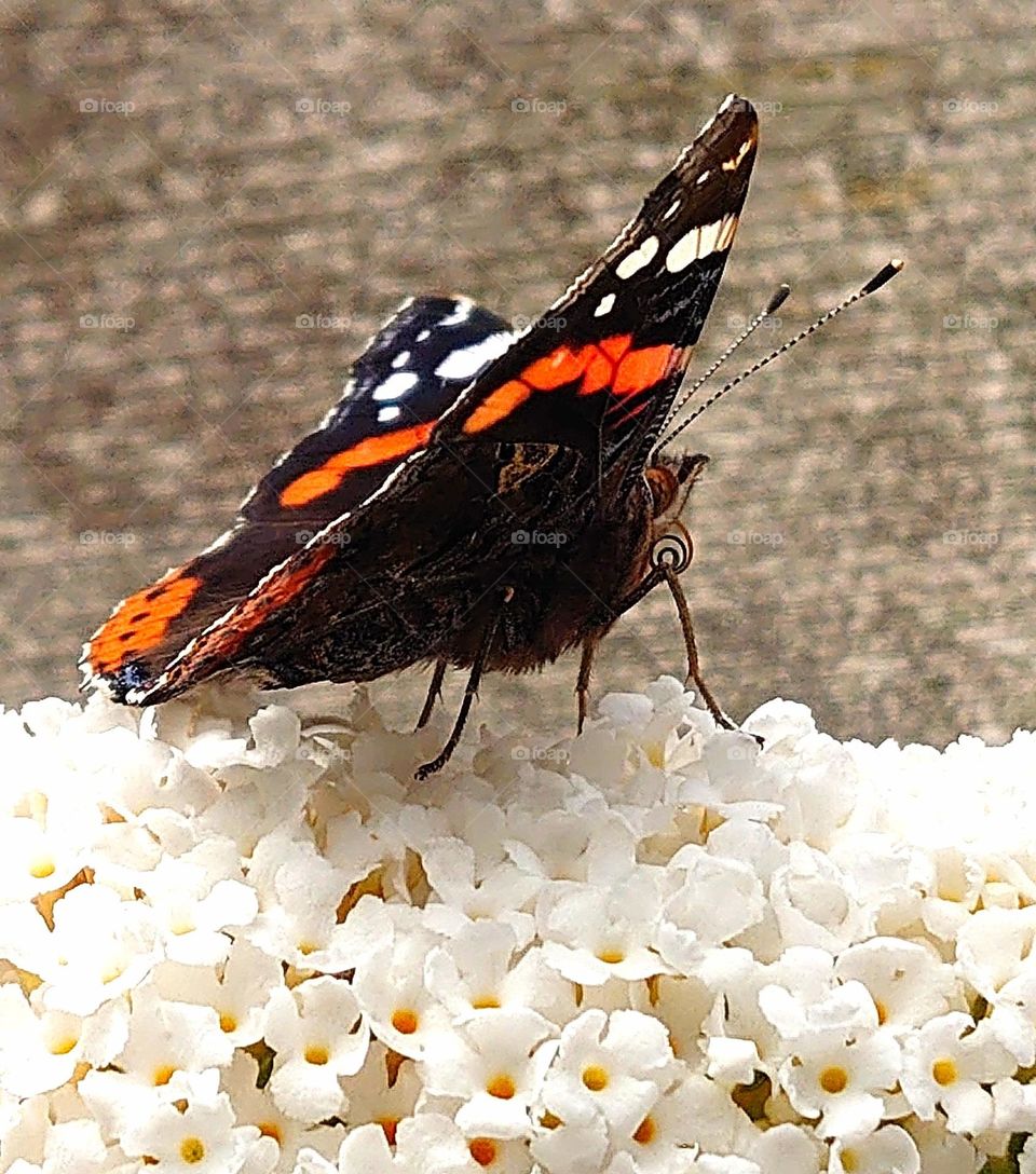 Butterfly with roll tongeus