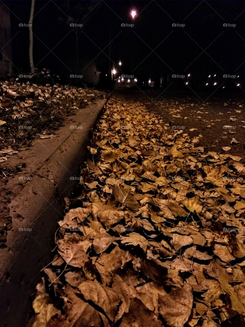 Hojas de árboles caidas en una calle durante una noche de otoño. Ciudad de General Roca, Río Negro Argentina