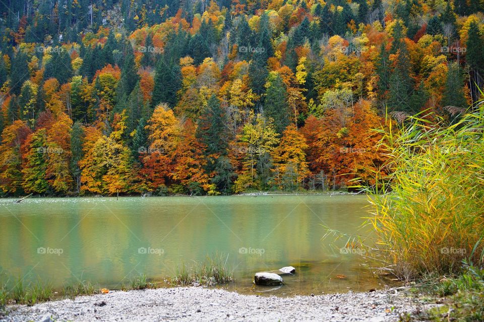 Automne au bord du lac