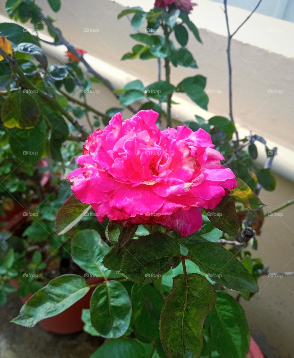 beautiful pink💕rose🌹flower🌺🌻🌹🌷