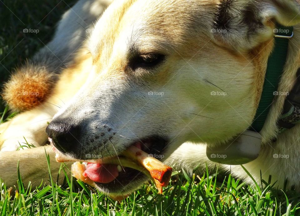 Yellow Lab Dog Chewing A Bone