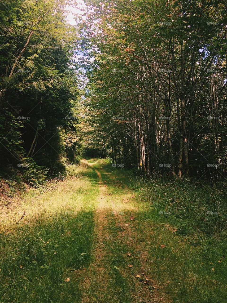 Sunny day hike in lush green forest 