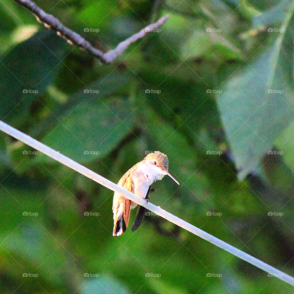 Hummingbird on a wire 