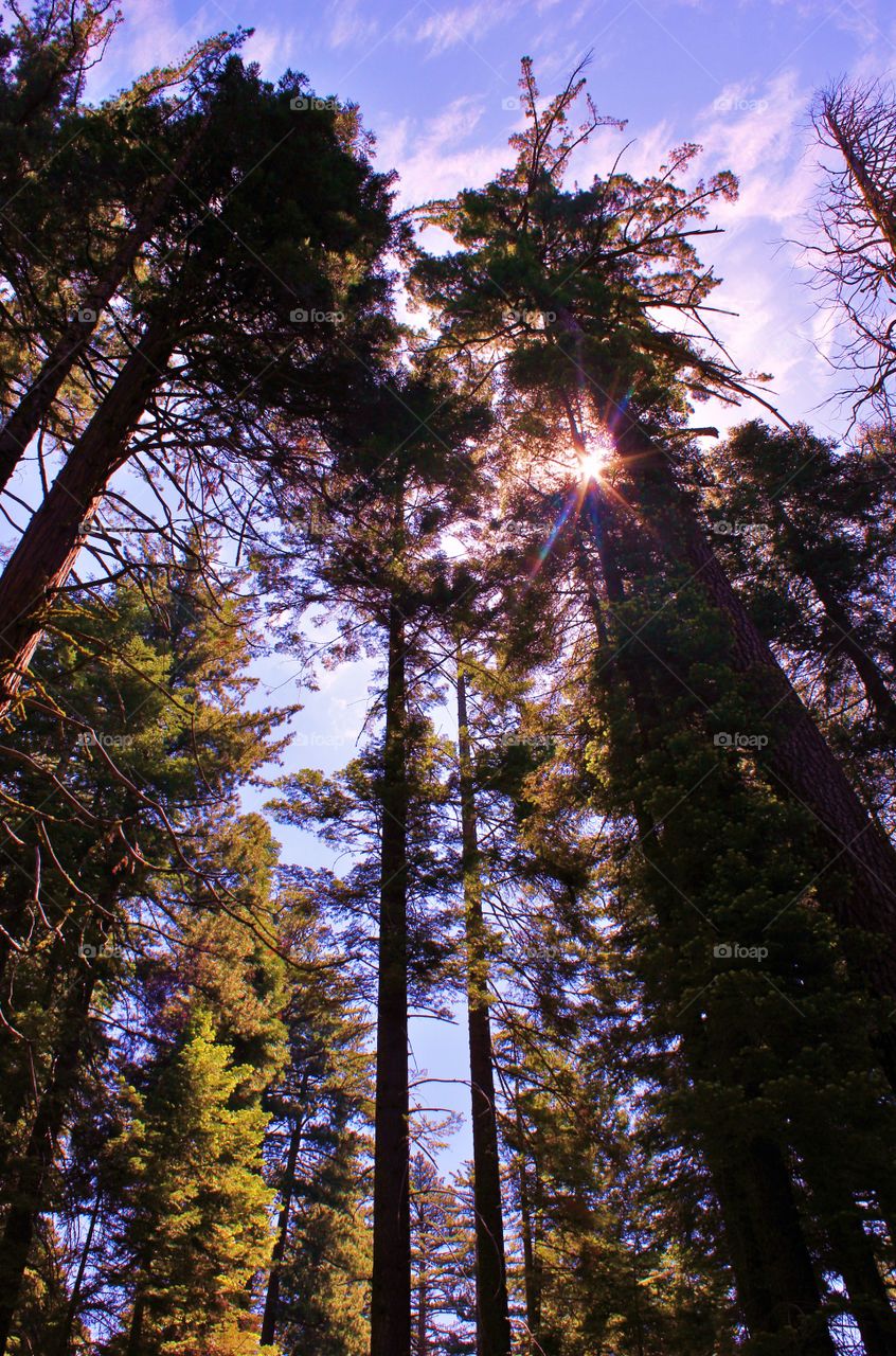 Sequoia star 