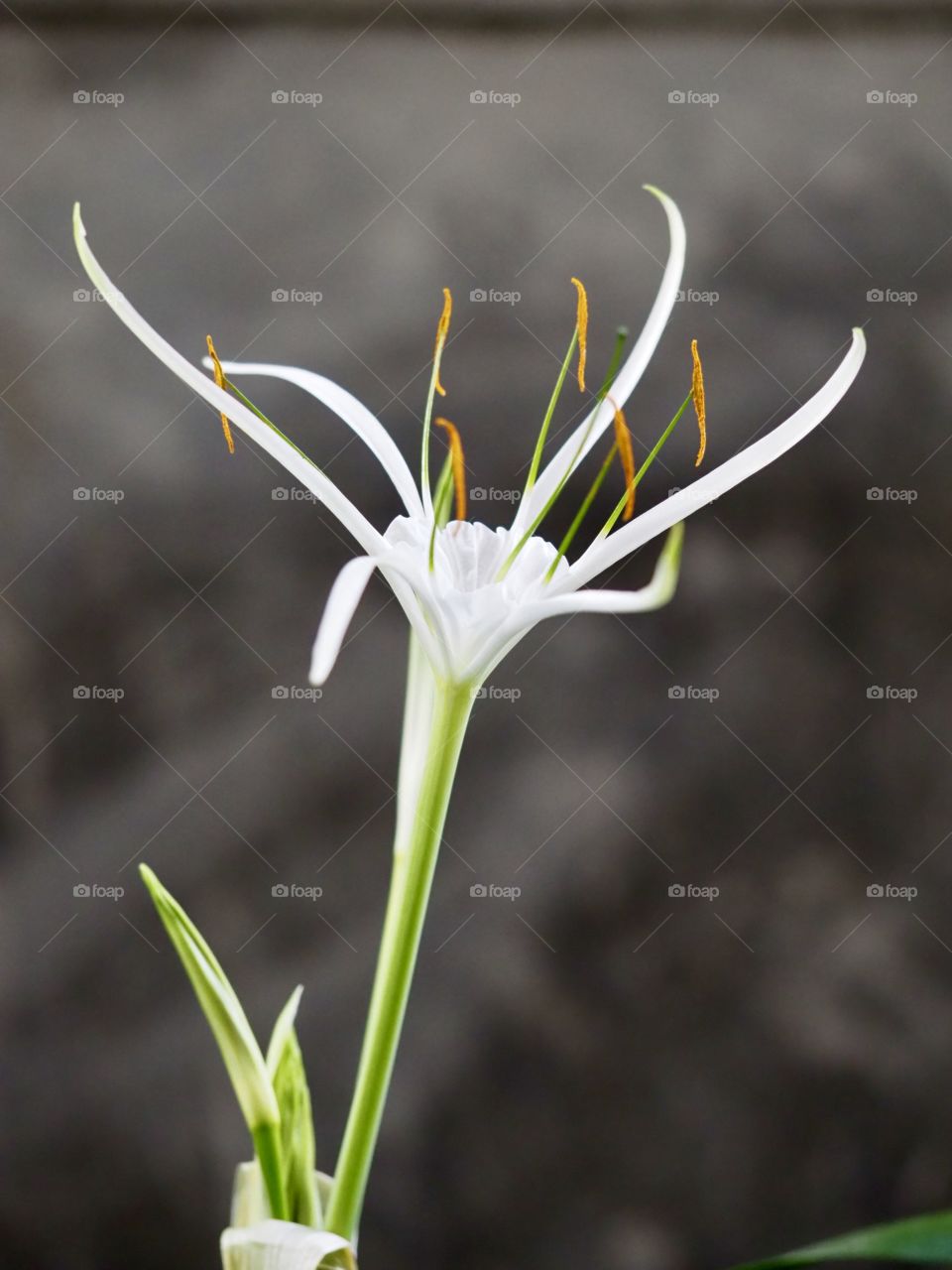 White Flower (Beach Spider Lily)