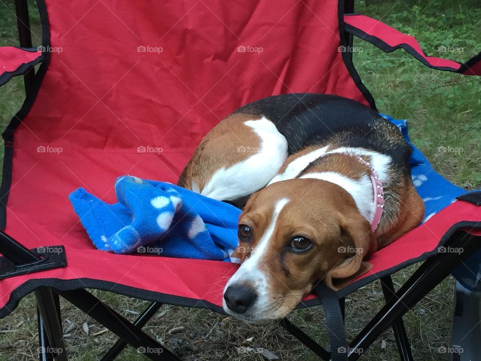 Layla camping 