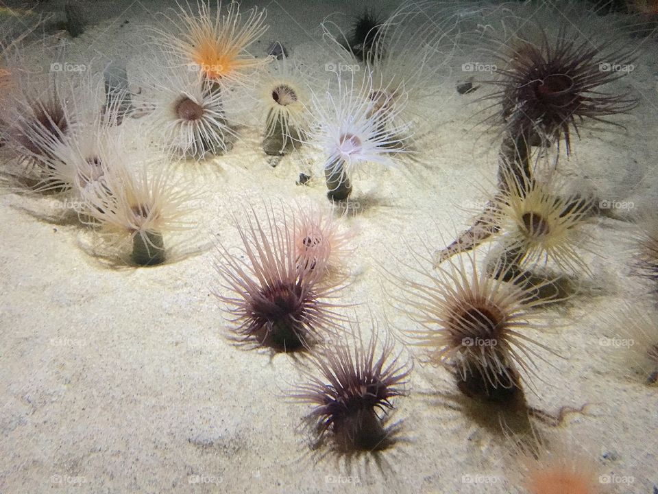 Sea anemones in white sand at the Monterey Bay aquarium 
