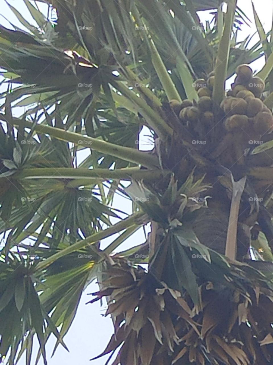 palmtree