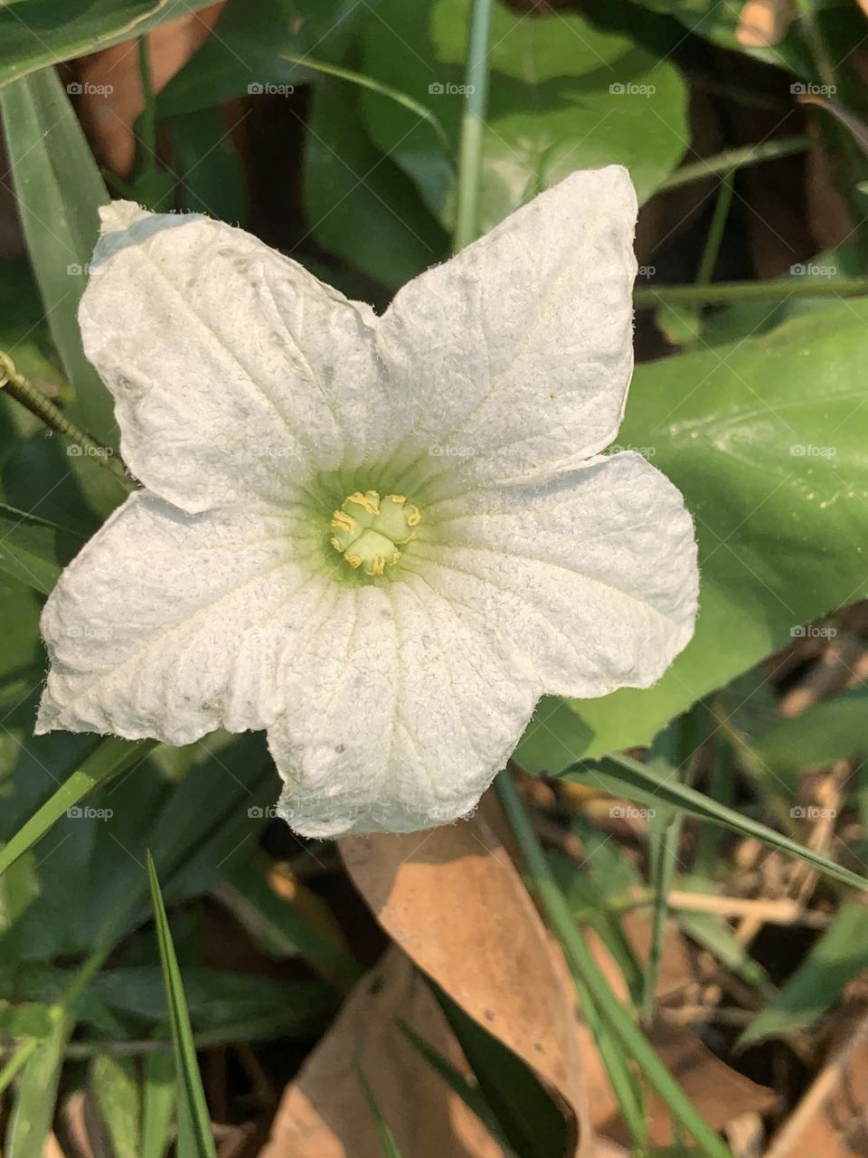 Plants around everywhere, Countryside ( Thailand)