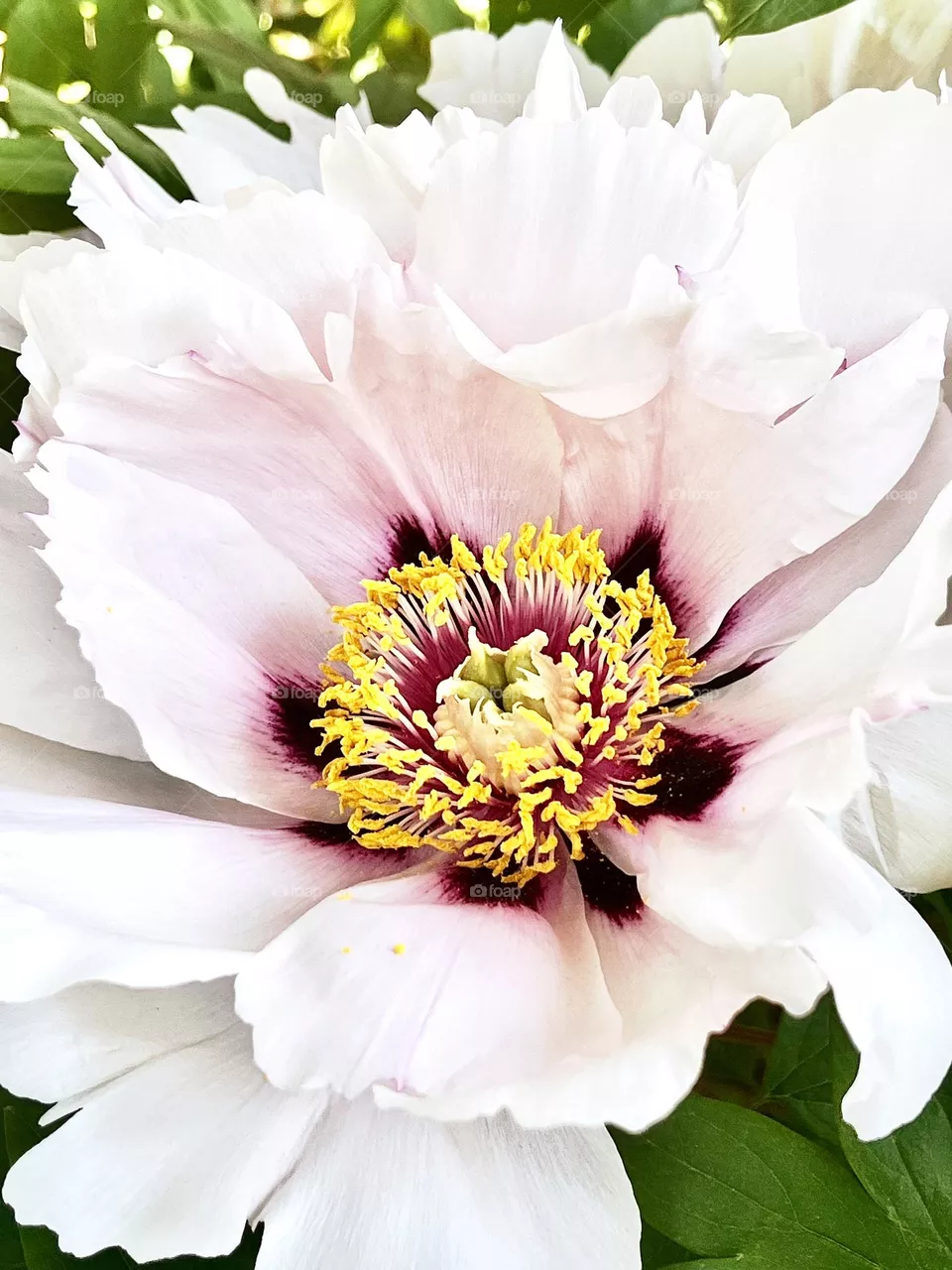 Beautiful flower 