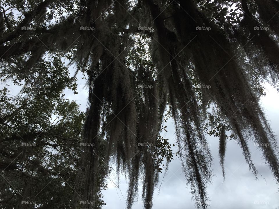 Spanish Moss. Looking for sun through the moss.