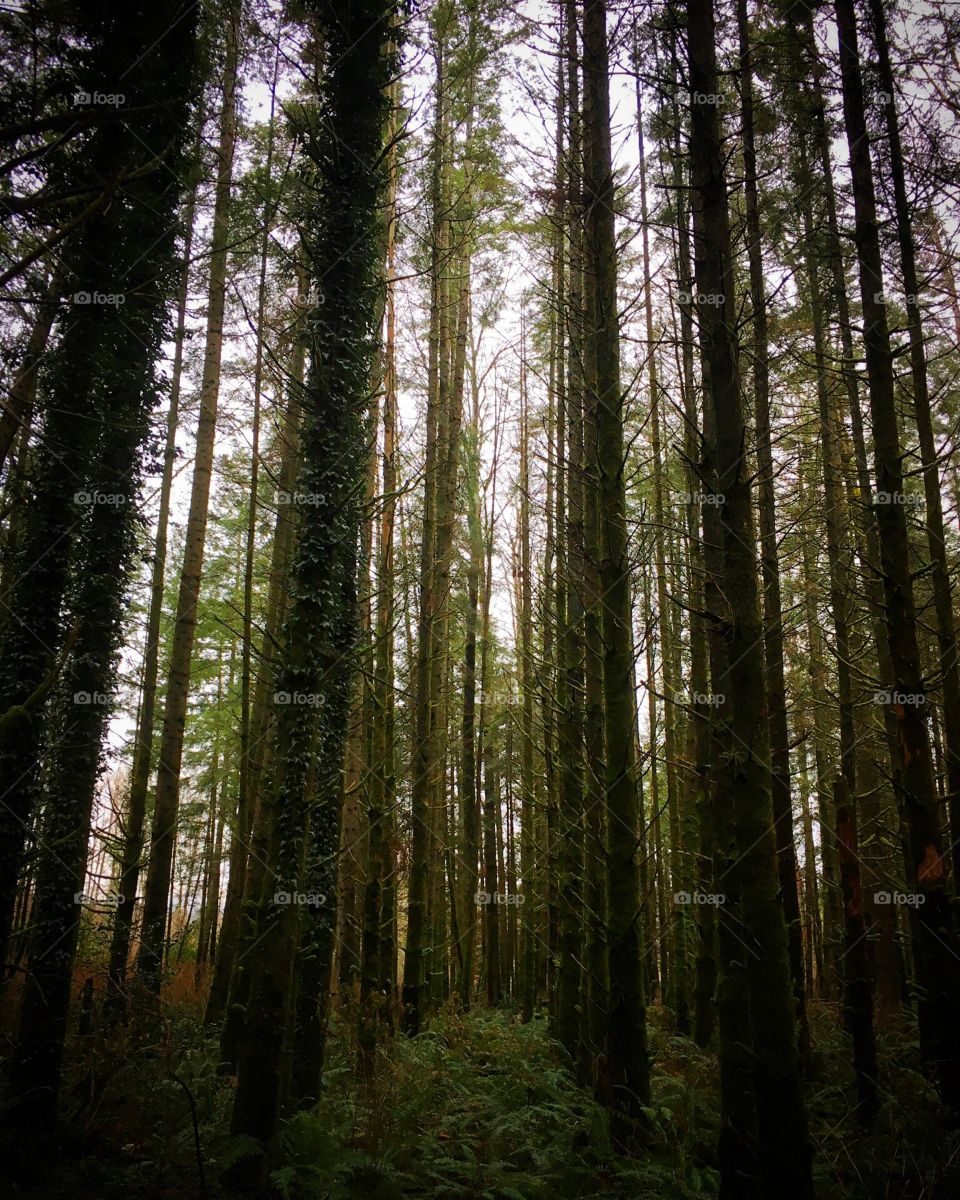Trees in Washington 