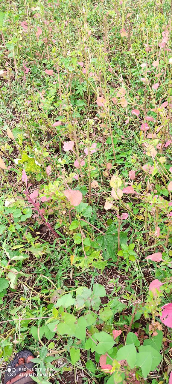Looking very beautiful plants