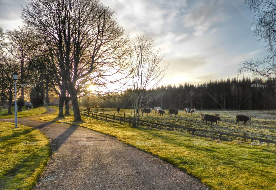 morning sun . morning sun over the cow pasture 