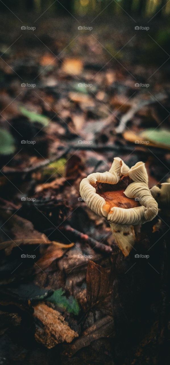 wild mushroom