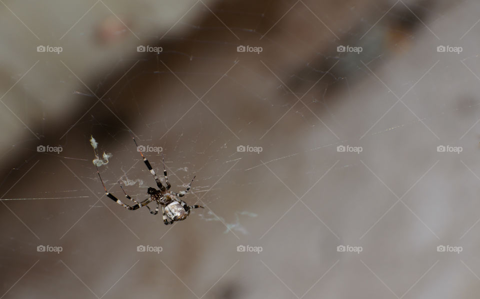 Spider on the cobweb.Spider at rest in chaotic cobweb.Closeup of a cross spider in its cobweb.