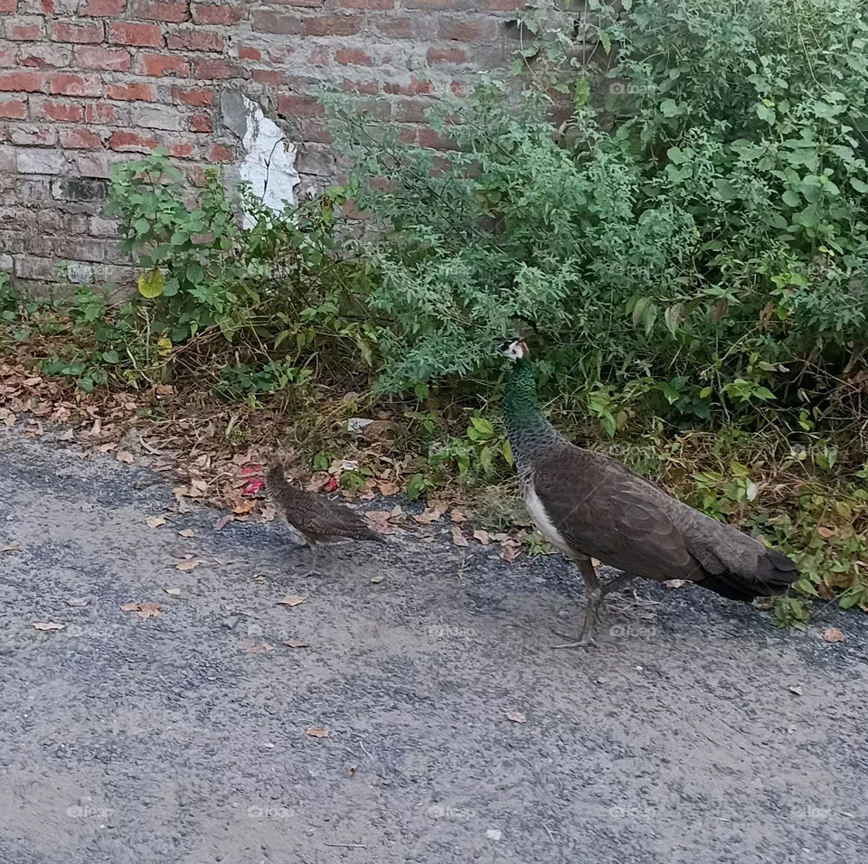 Indian Peafowl