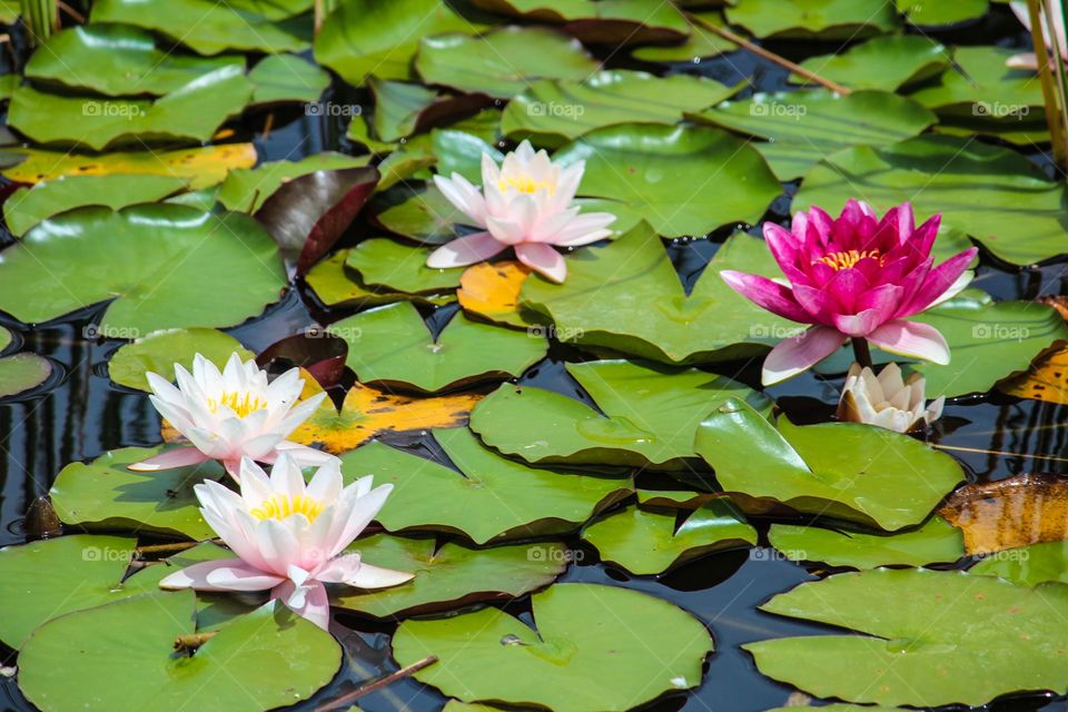 Water lilies 6