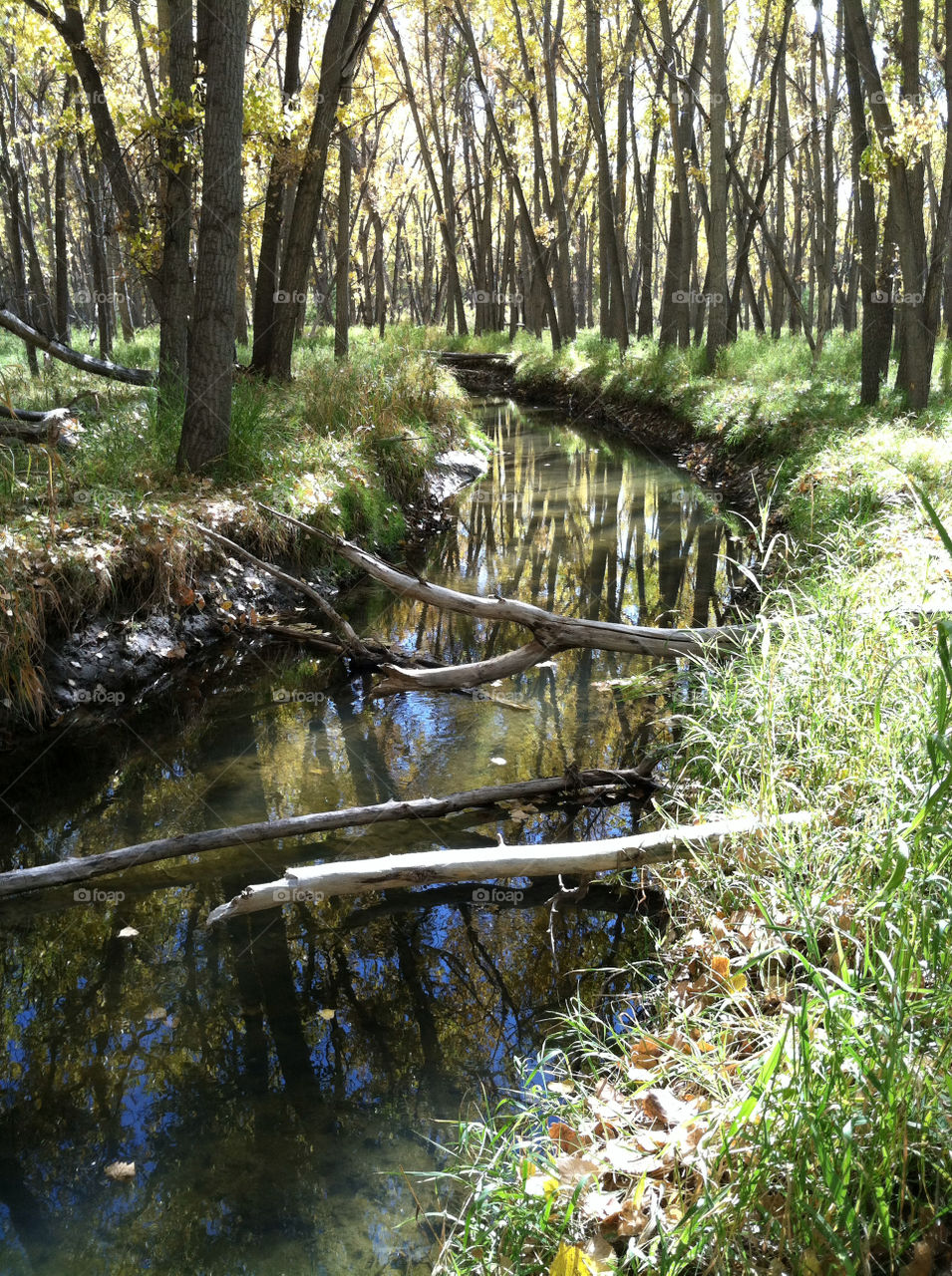 forrest fall creek tranquil by ezdrossi